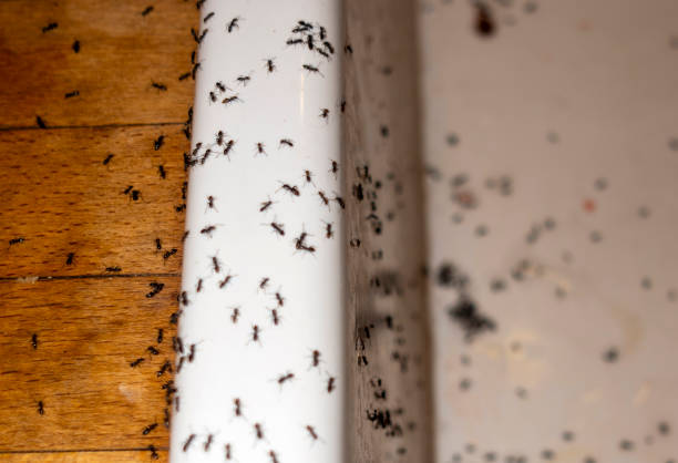 Best Residential Pest Control  in St George, KS