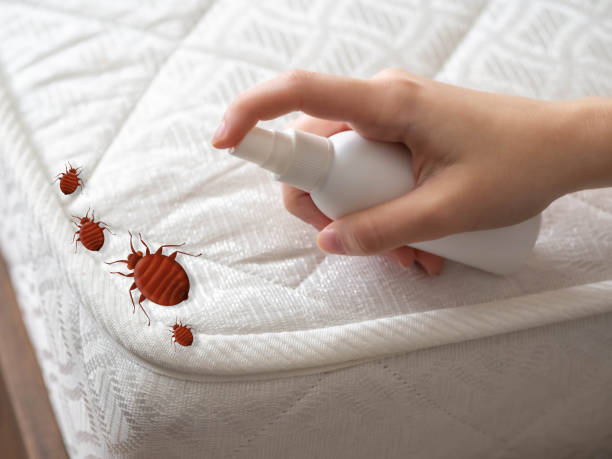 Best Insect Control  in St George, KS